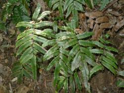 Blechnum procerum. Sterile fronds bearing few pairs of broad, stalked pinnae with acute apices, all of similar length.
 Image: L.R. Perrie © Te Papa CC BY-NC 3.0 NZ